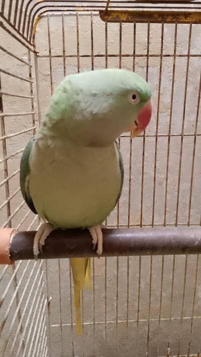 Female parrot