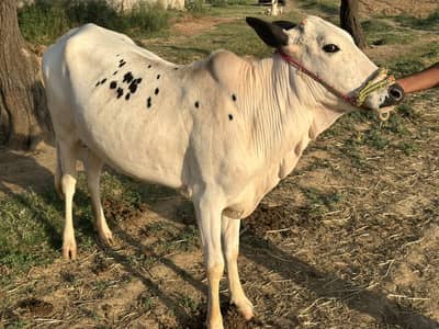 Fateh Jangi 9 bachriyan / cow  / Gay /Gaee / گائے / فروخت کے لیے گائے