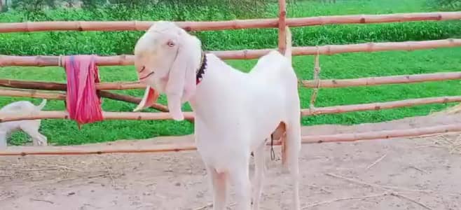 Rajanpuri Bakra Urgent For Sale call _ 03228068418