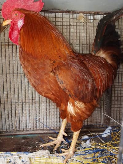 Healthy Desi Red Rooster & Hen Pair for Sale | Home Raised