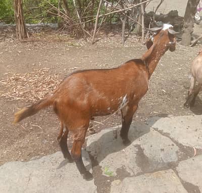 Bakra for qurbani