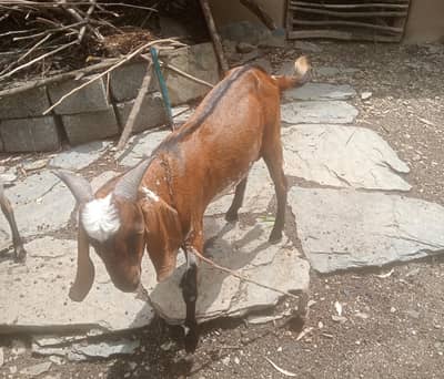 Bakra for qurbani