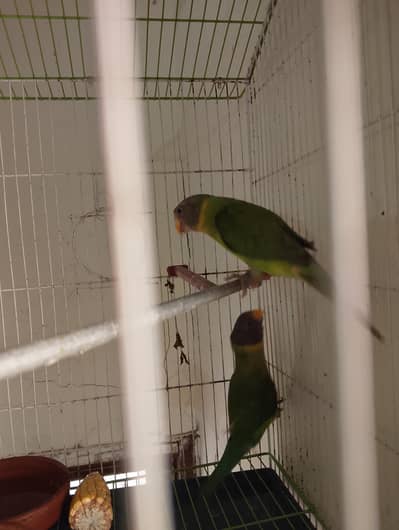 plumhead pair parrot with big Cage