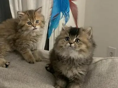 Adult cats — photo 2