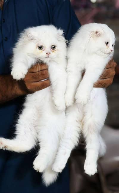 persian kitten /cute kitten | triple coated/ punch face_ cat