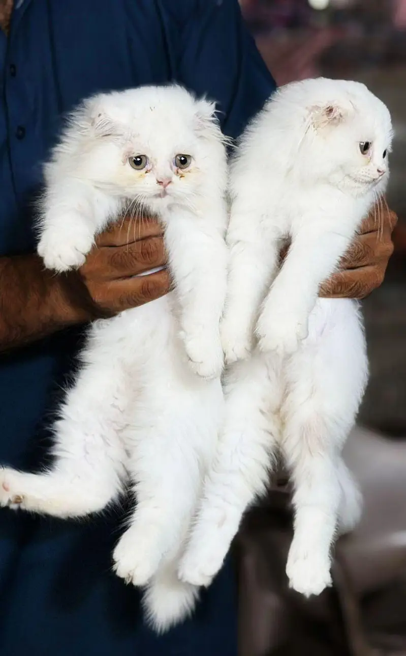 Adult cats — photo 3