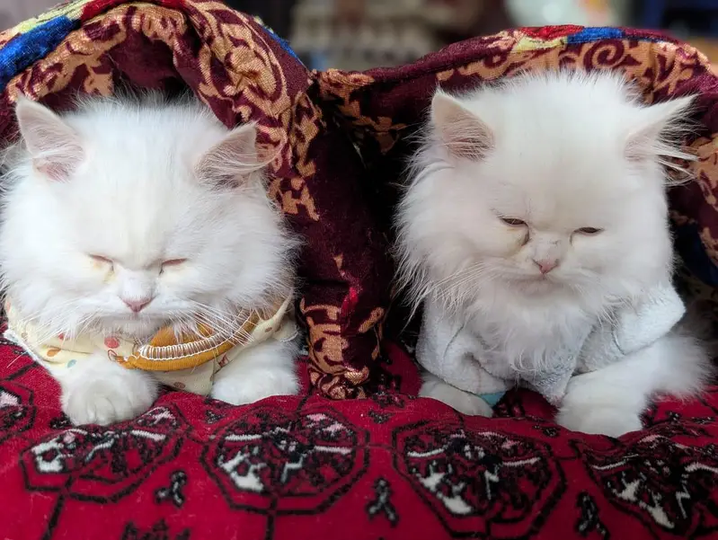 Adult cats — photo 4