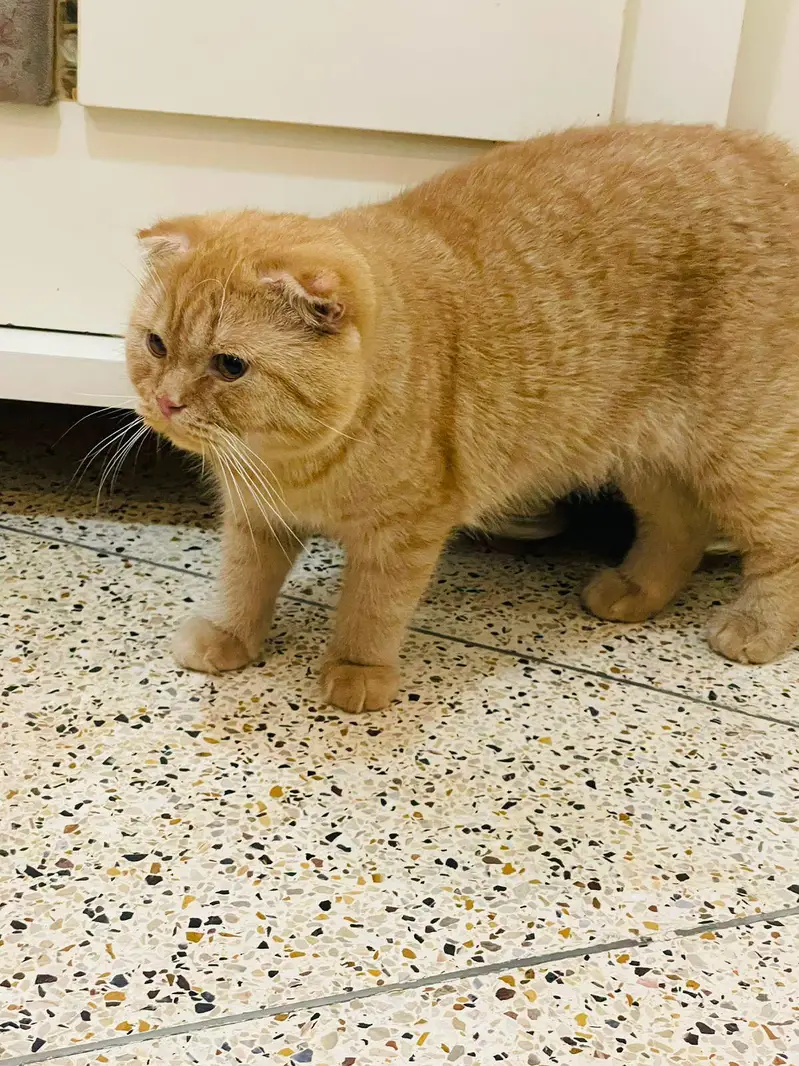 Adult cats — photo 5