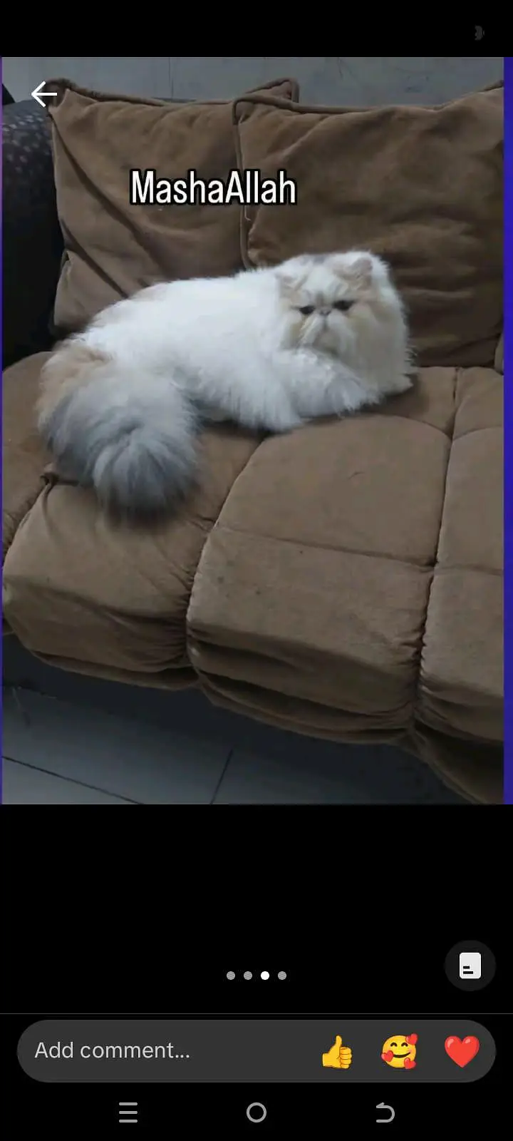 Adult cats — photo 7