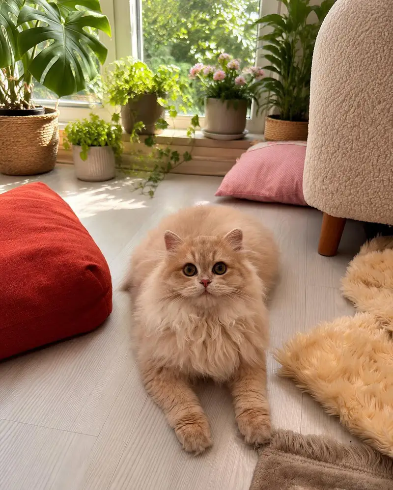 Adult cats — photo 8