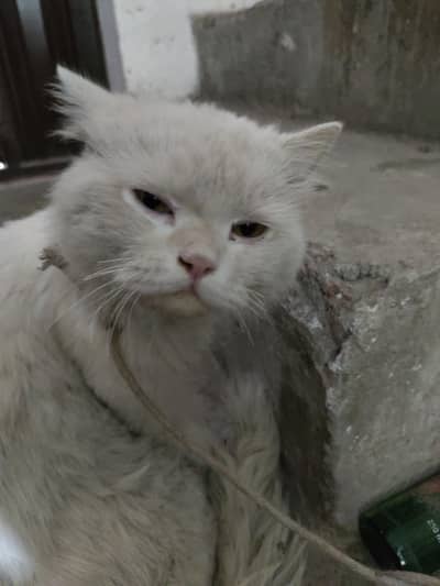 Persian
