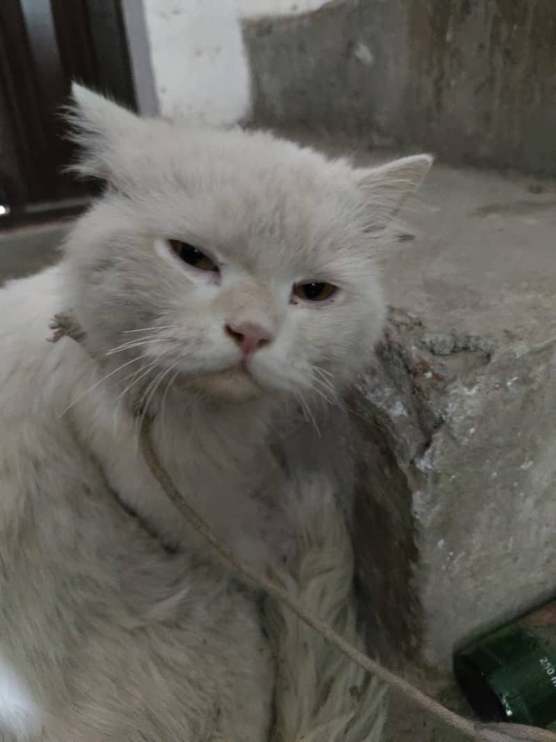 Persian 0