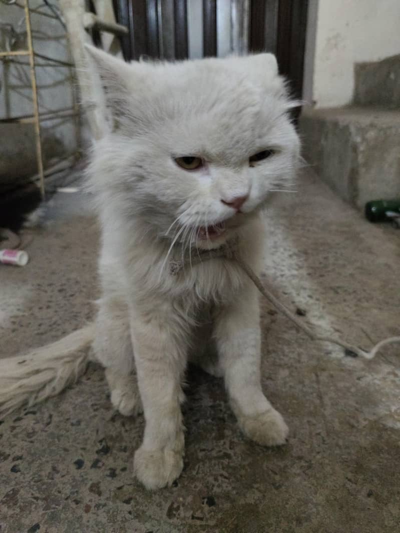 Persian 2