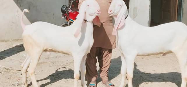 2 Bakre Qurbani ke liye for sale _ 03228068418