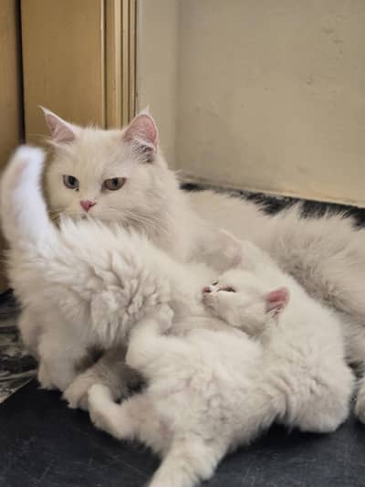 Persian Kittens triple coat