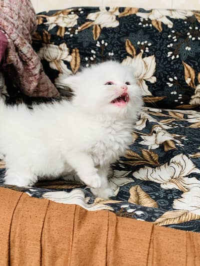 Persian kitten male and femle