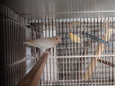 Breeder Love Birds Pairs with DNA