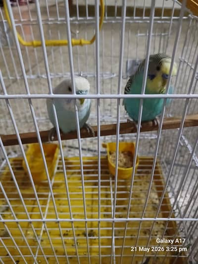 LOVE BIRDS with Cage