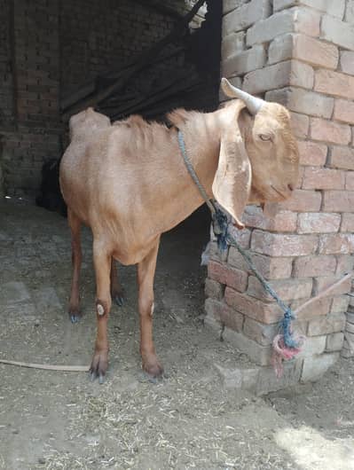 bakery jorii for sale 4 dant or 2 dant