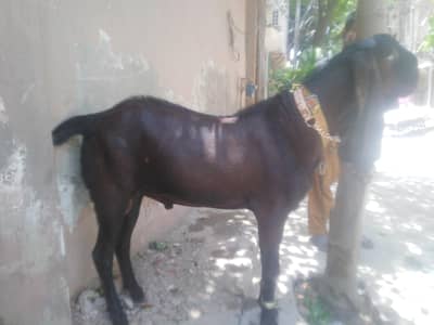 healthy and active males jori 03035846813 ghar k pale hoaypale huay.