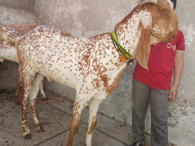 Pure makhi cheenay bakra