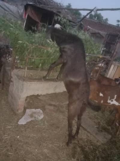 Ghar ka Desi Bakra donda achay wazan me 70 plus