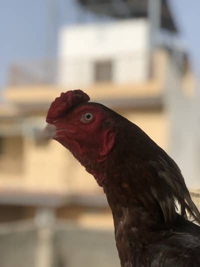 3 top class aseel for sale WhatsApp no 03135579219