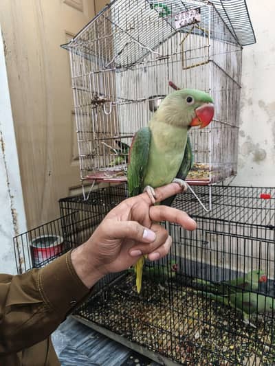 Hand tame kashmiri Raw parrot.