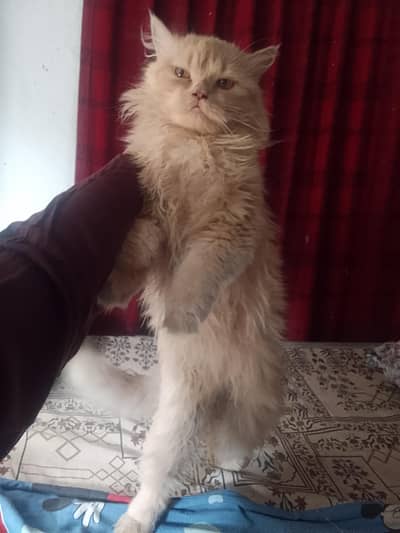 persion cat triple coated