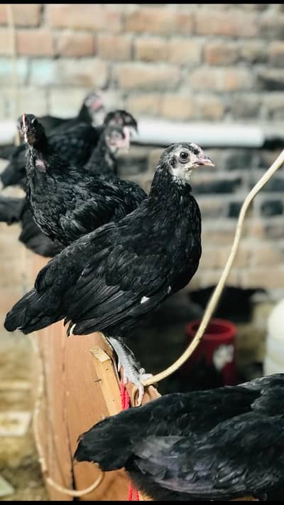Australop Chicks | Black Ausralop | Australop 2 month chicks For Sale