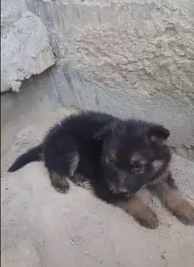 gsd male pupps