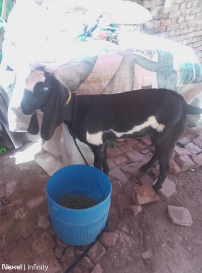 urgent sale. 03054427479