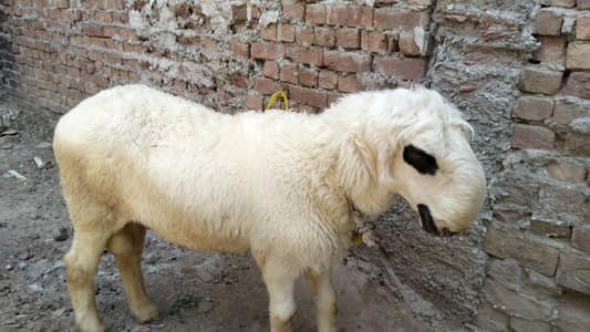 Bakra