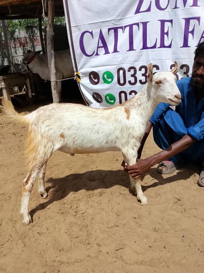 2 Dant Barbari Tedda Bakra healthy and active for Qurbani 2026