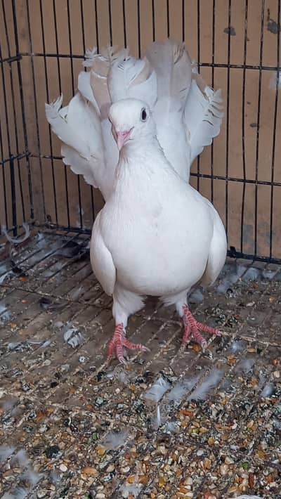 fancy:;  karbalai :: laka ::   pigeon