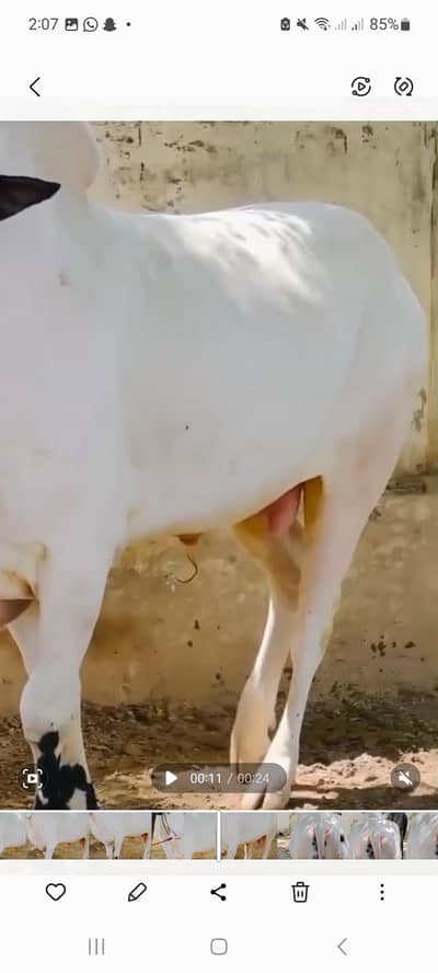 fatahjangi bull