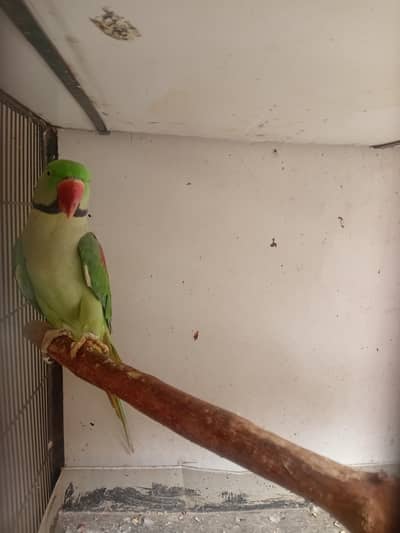 male raw parrot