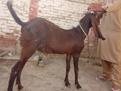 beautiful home farming bakra