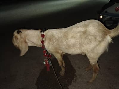 Bakra 2 dant h Masha Allah active h