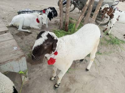 2 dumbe pair for qurbani 2026