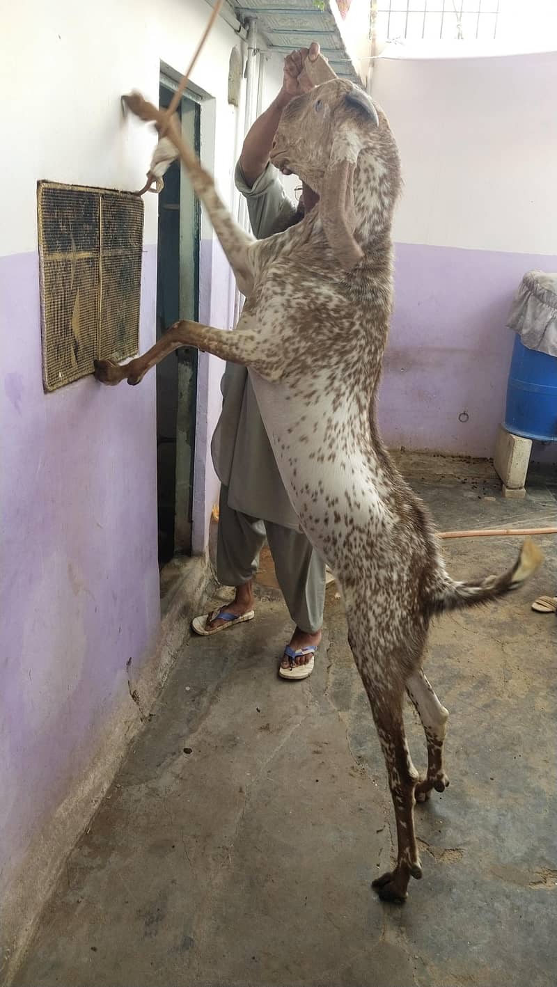 bakra 1