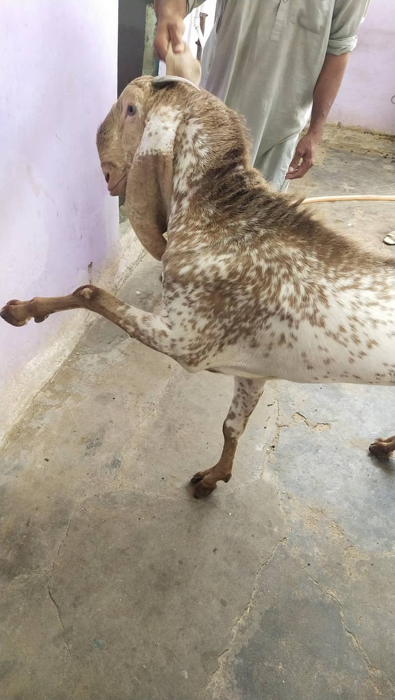 bakra 2