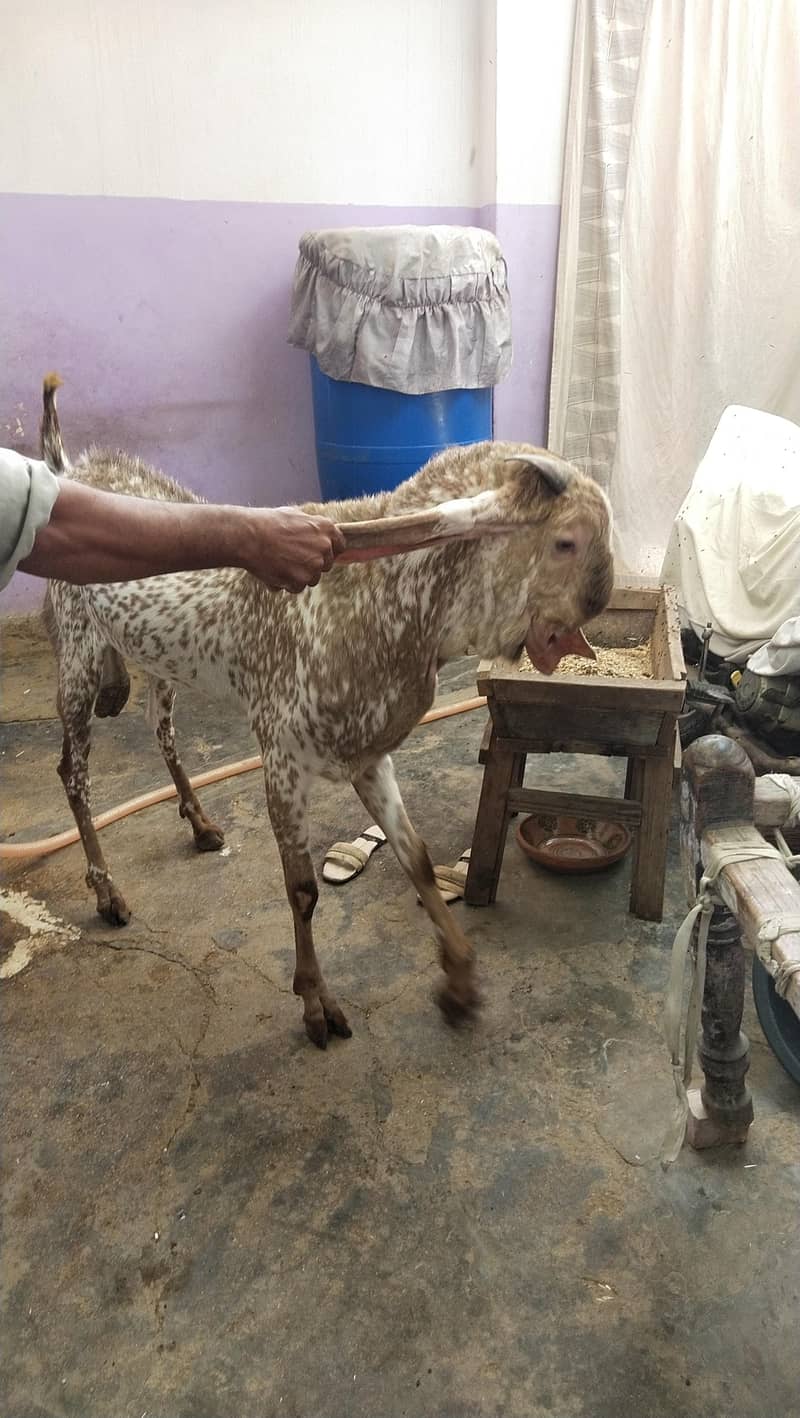 bakra 3