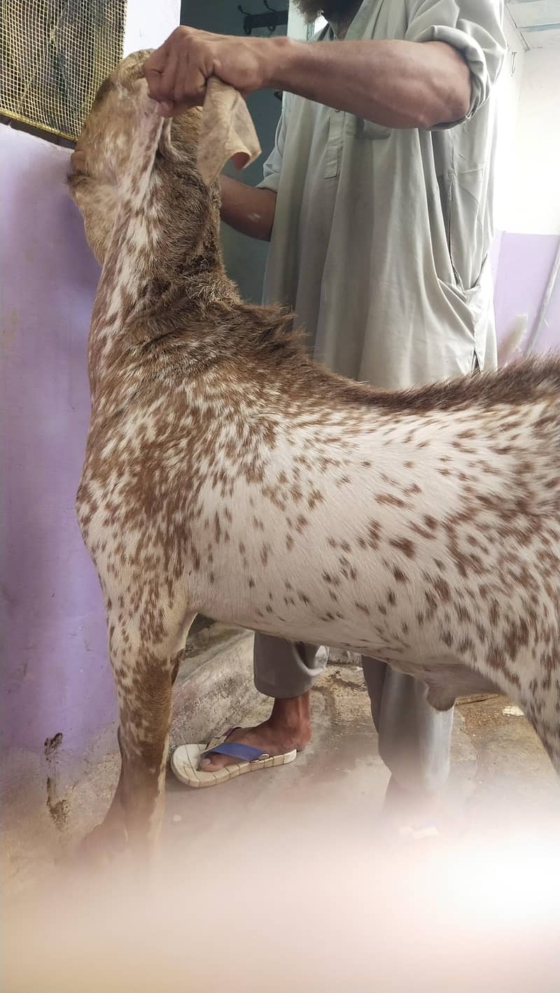bakra 4