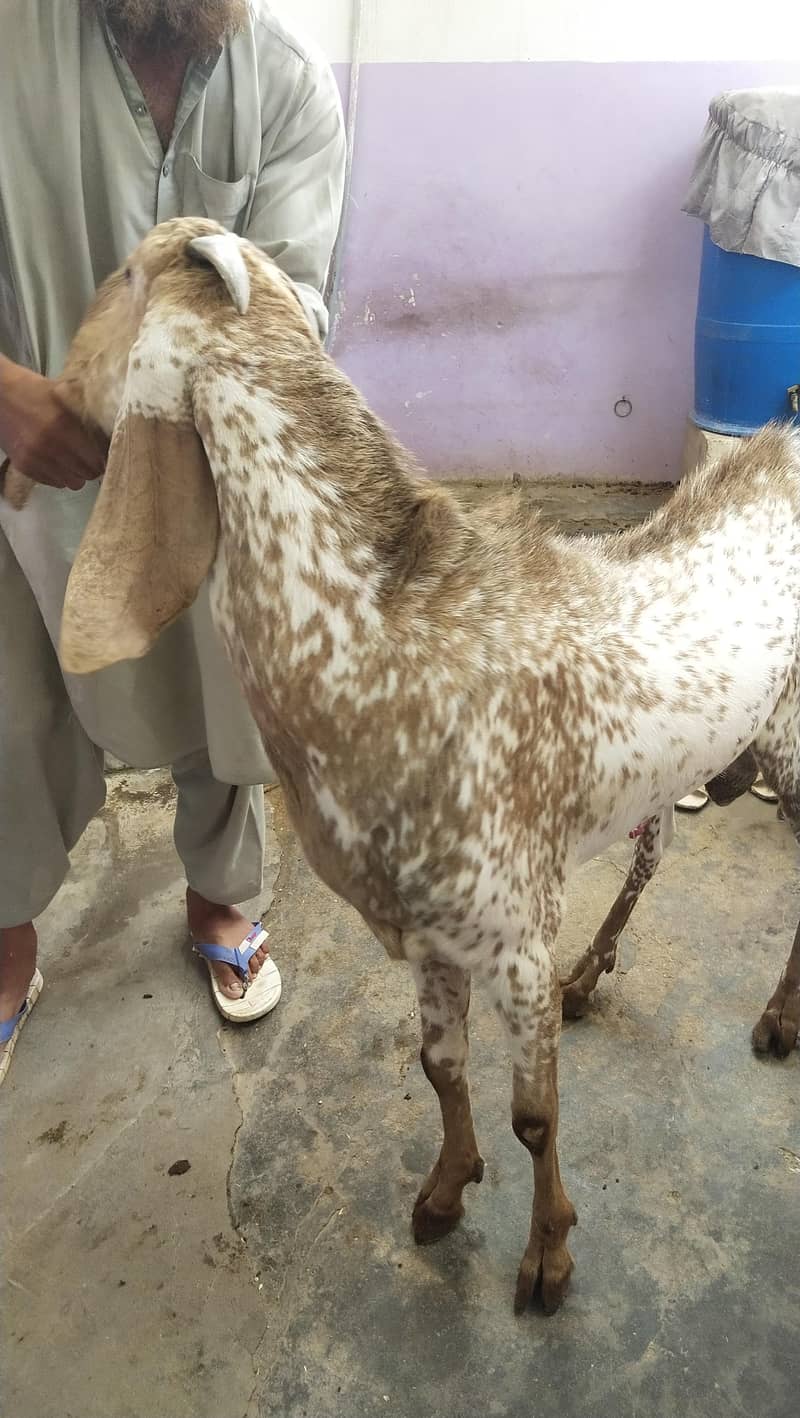 bakra 5