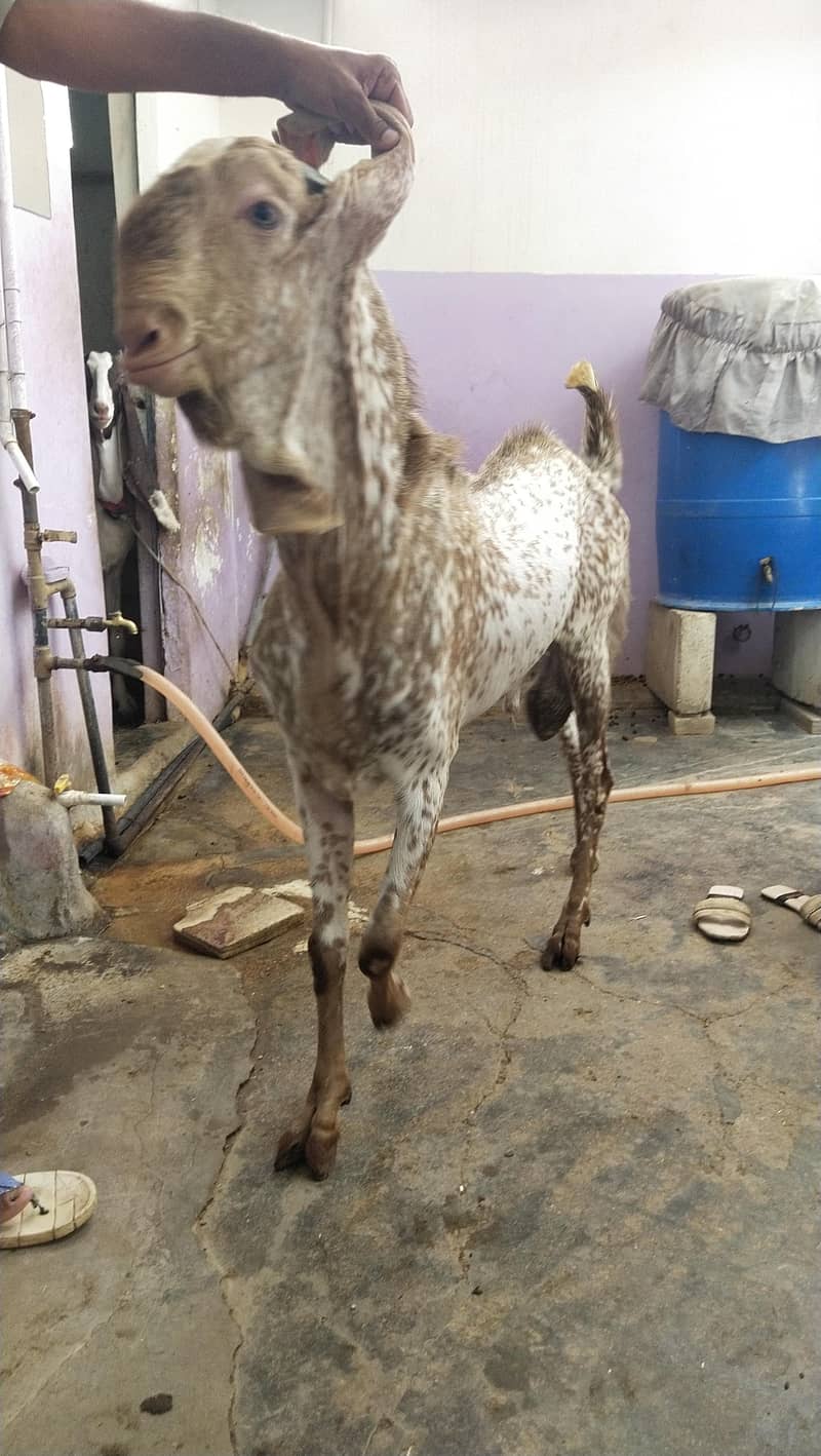 bakra 6