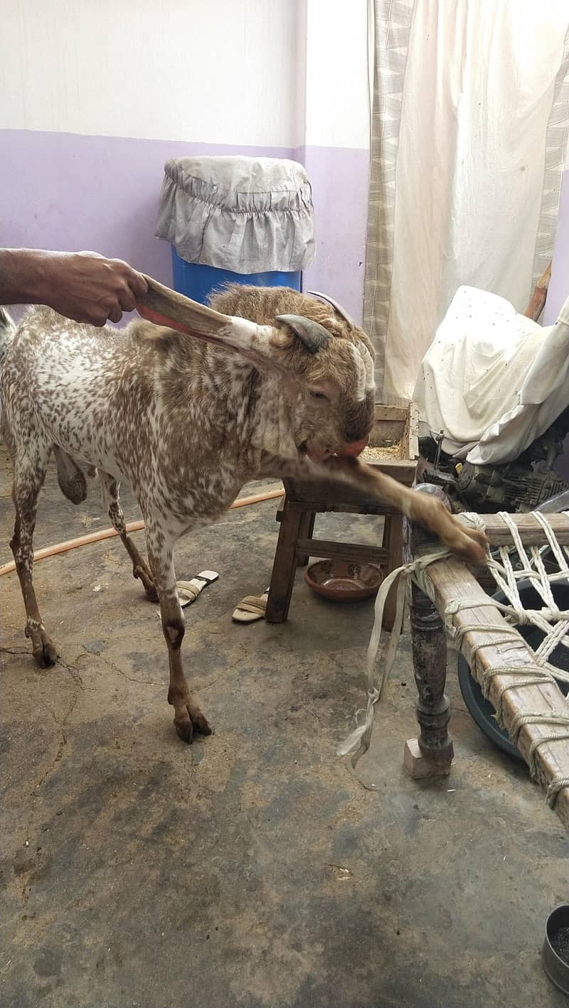 bakra 7