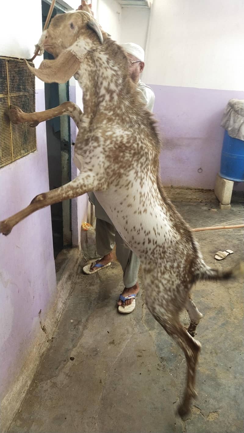 bakra 8