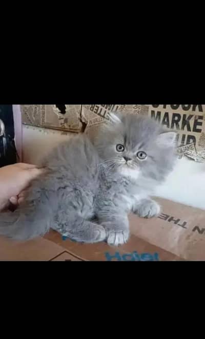 Persian kittens punch face