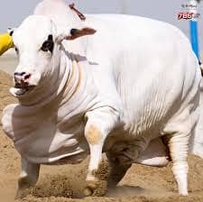 Kasai , Qasai Butcher For Cow, Bakra, Sheep